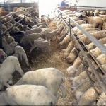 Κτηνοτροφικά Είδη και Προϊόντα